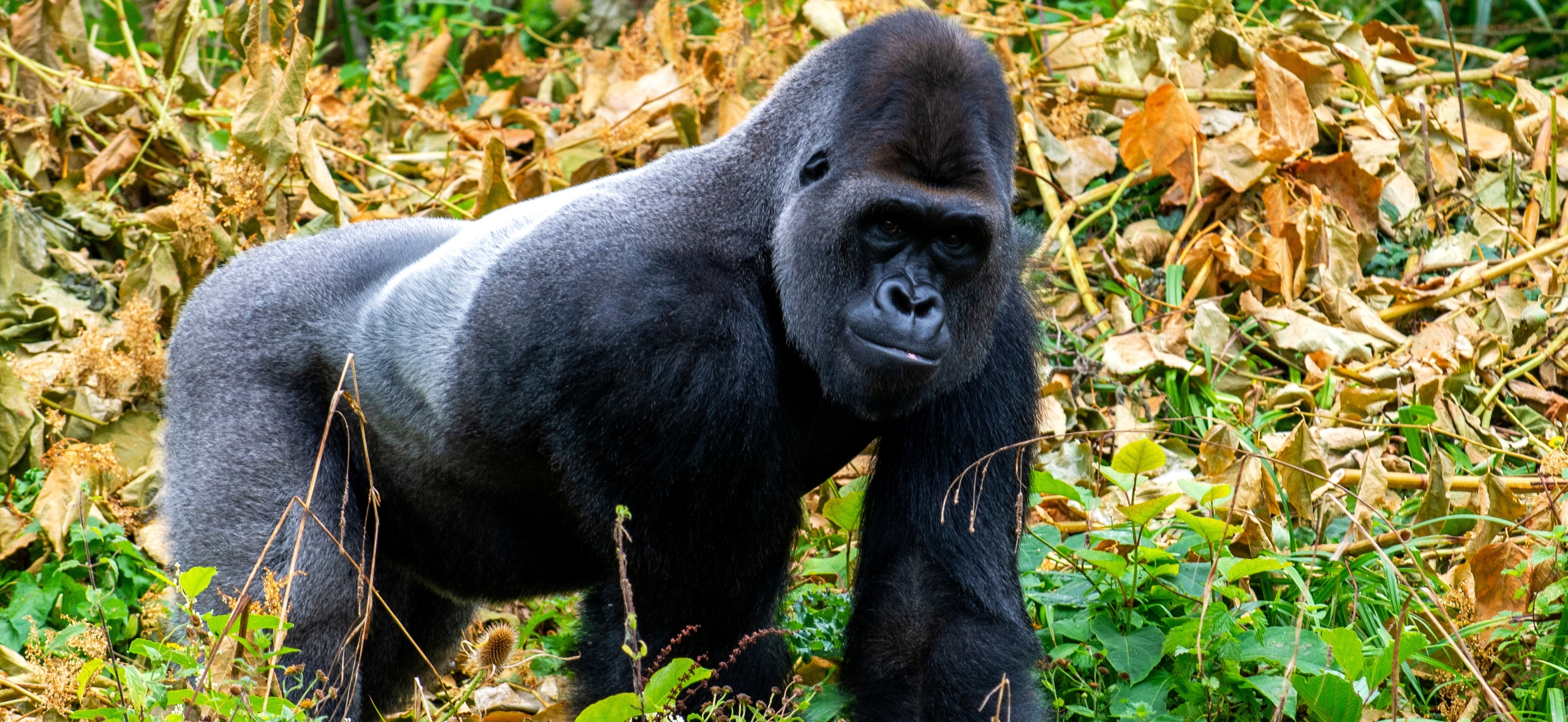 Primate Safari Primate Safari